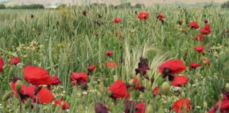 Wild poppies in Brean fields