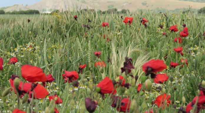 Wild poppies in Brean fields
