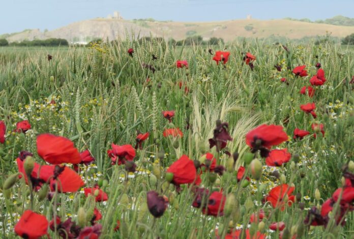 Wild poppies in Brean fields