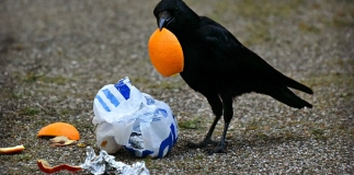 RSPCA issues litter warning