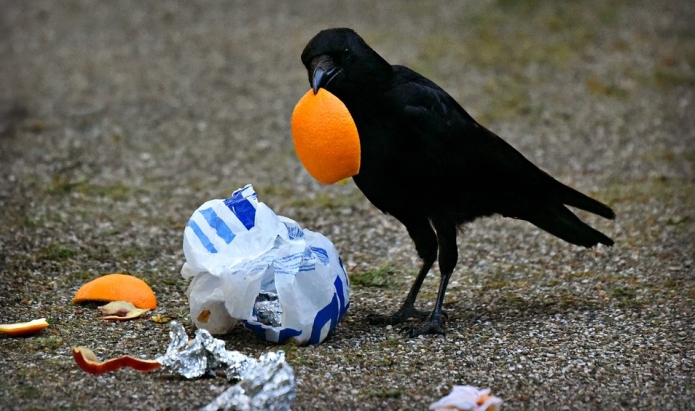 RSPCA issues litter warning