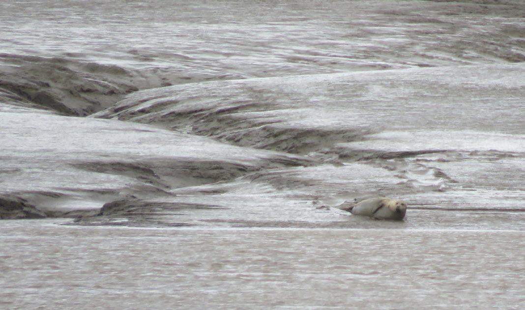 Seal on Stert Island, Burnham-On-Sea