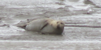 Seal on Stert Island, Burnham-On-Sea