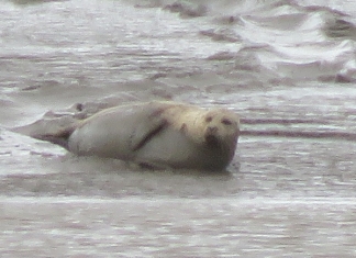 Seal on Stert Island, Burnham-On-Sea