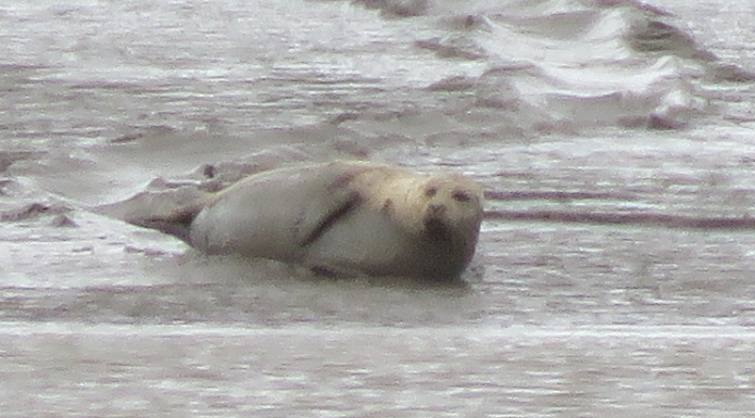 Seal on Stert Island, Burnham-On-Sea