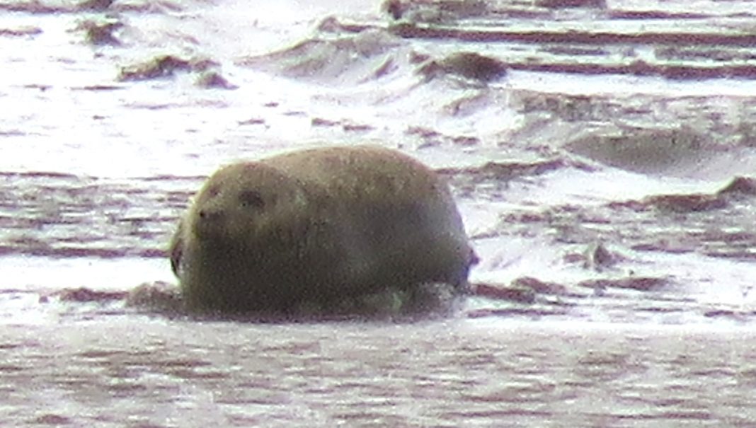 Seal on Stert Island, Burnham-On-Sea