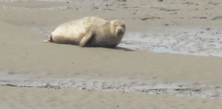 Large seal spotted on Stert Island opposite Burnham-On-Sea