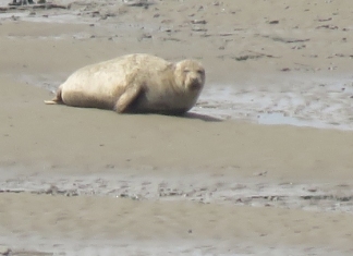 Large seal spotted on Stert Island opposite Burnham-On-Sea