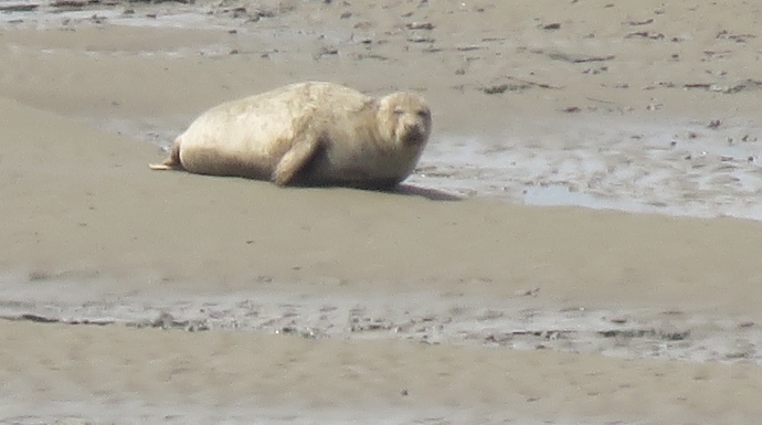Large seal spotted on Stert Island opposite Burnham-On-Sea
