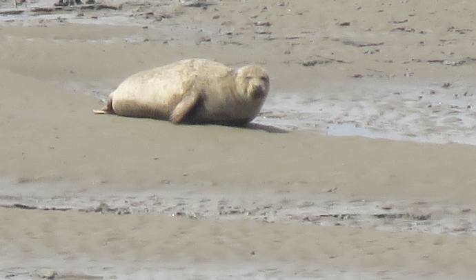 Large seal spotted on Stert Island opposite Burnham-On-Sea