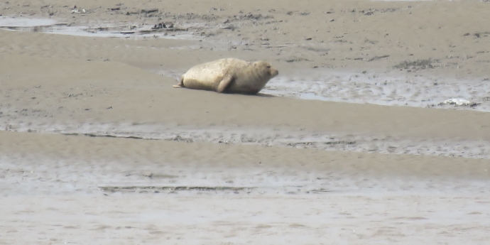 Large seal spotted on Stert Island opposite Burnham-On-Sea