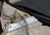 Snake rescued by Secret World Wildlife Rescue