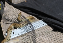 Snake rescued by Secret World Wildlife Rescue
