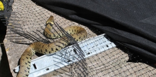 Snake rescued by Secret World Wildlife Rescue