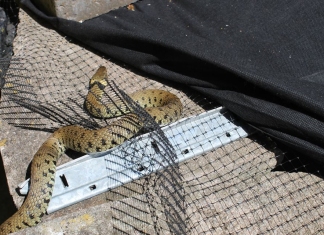 Snake rescued by Secret World Wildlife Rescue