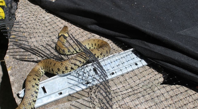 Snake rescued by Secret World Wildlife Rescue