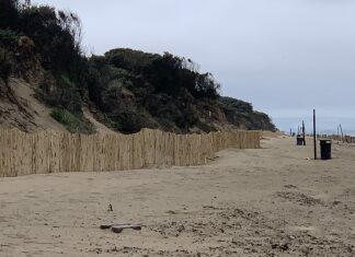 Berrow dunes fencing