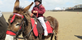 Burnham-On-Sea beach donkeys