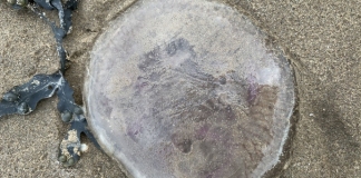 Jellyfish Burnham-On-Sea beach