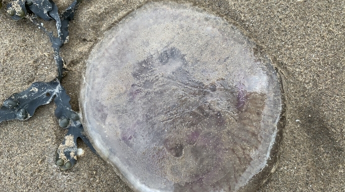 Jellyfish Burnham-On-Sea beach
