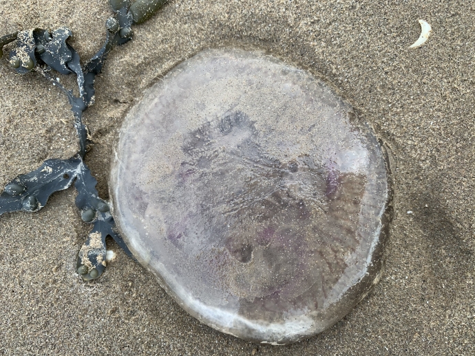 Jellyfish Burnham-On-Sea beach