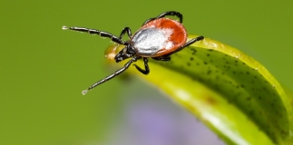 Ticks
