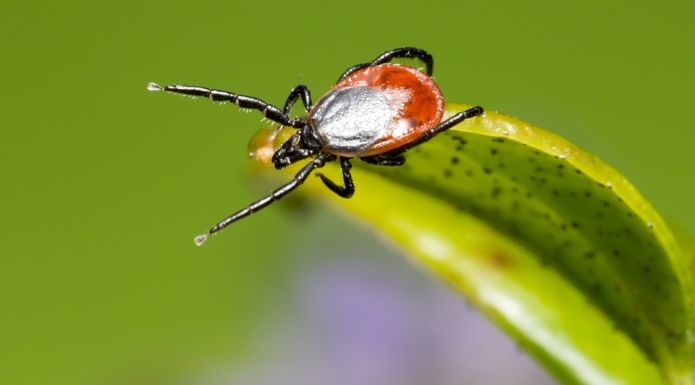 Ticks