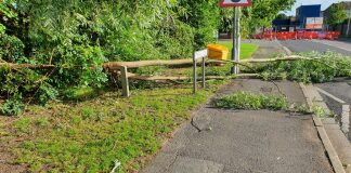 Tree brought down by high winds in Highbridge
