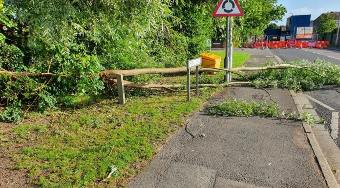 Tree brought down by high winds in Highbridge