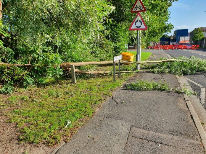 Tree brought down by high winds in Highbridge