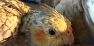 Missing cockatiel in Burnham-On-Sea