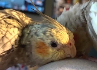 Missing cockatiel in Burnham-On-Sea