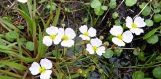 Rare plant discovered on Somerset Levels after 100-year absence