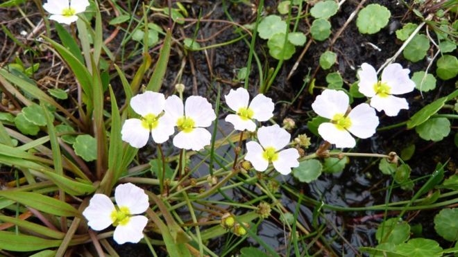 Rare plant discovered on Somerset Levels after 100-year absence