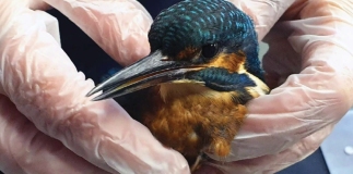 Secret World Wildlife Rescue