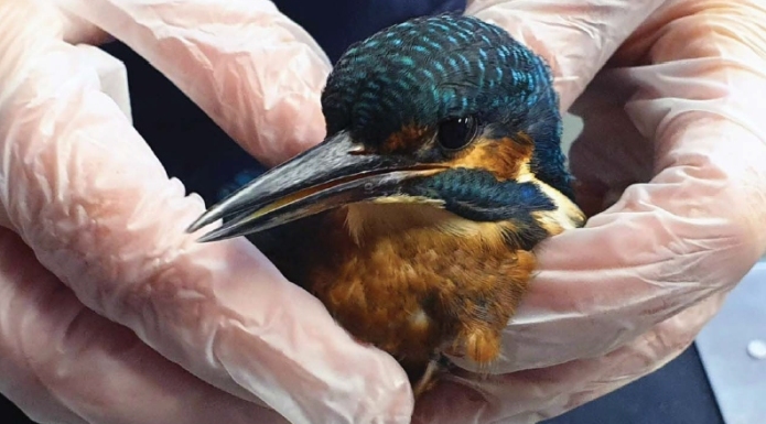 Secret World Wildlife Rescue