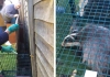 Badger rescue by Secret World Wildlife Rescue Centre