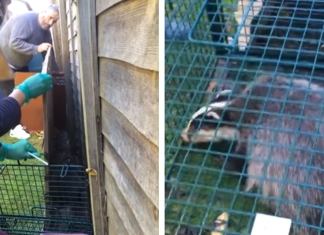 Badger rescue by Secret World Wildlife Rescue Centre