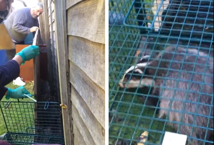 Badger rescue by Secret World Wildlife Rescue Centre