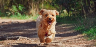 Dog running