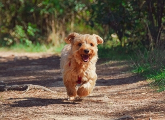 Dog running