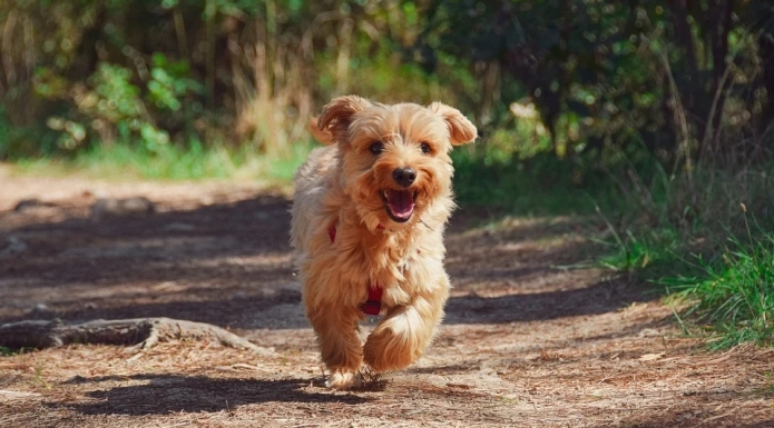 Dog running