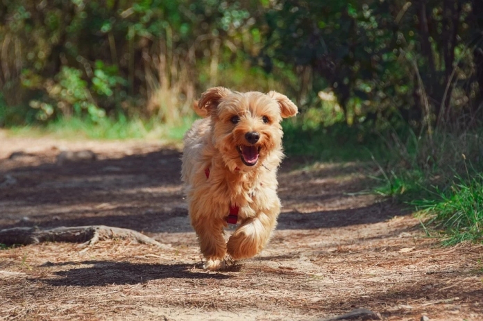 Dog running