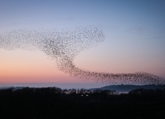 Starlings murmuration - Photo: Tanya Hart