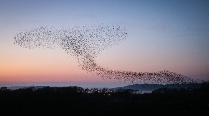 Starlings murmuration - Photo: Tanya Hart