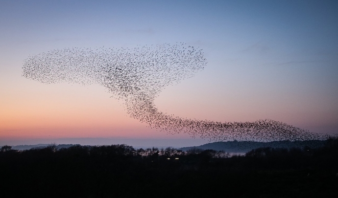 Starlings murmuration - Photo: Tanya Hart