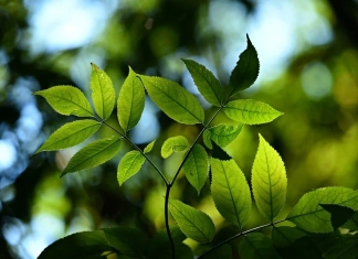 green environment