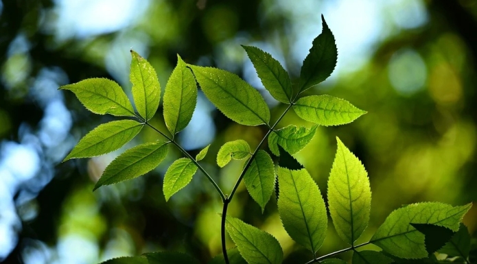 green environment