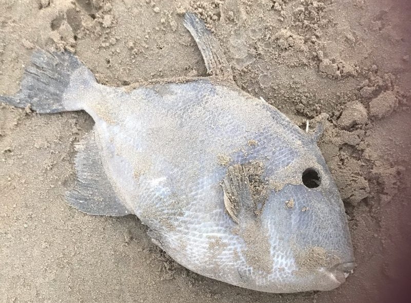 Berrow angler says fish washed up on beach is usually found in