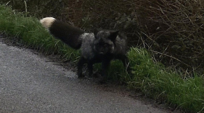 Black fox